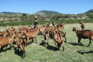 La filière caprine, étendard du terroir ardéchois 