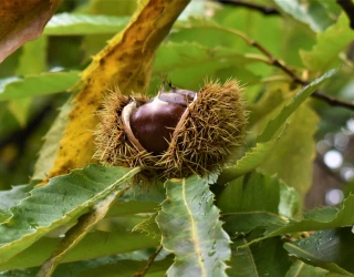 Une incontournable ardéchoise