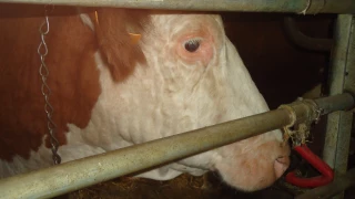 La besnoitiose, toujours un point noir pour les éleveurs ardéchois