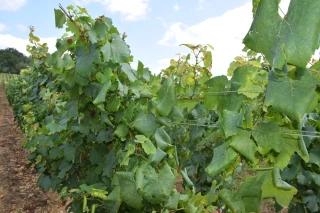 La flavescence dorée sous de nouveaux projecteurs