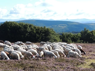 Parasitisme : le rôle clé d’une gestion raisonnée 