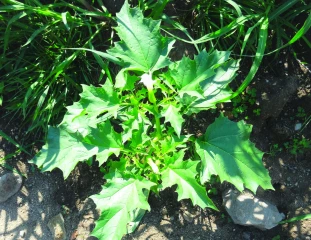 Le datura, une adventice toxique