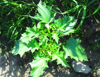 Le datura, une adventice toxique