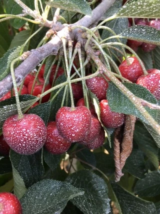 Perturber le cycle des insectes à l’aide du kaolin