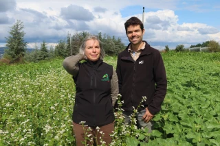 Eau et azote : les engrais verts au service de l’agriculture 