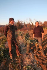 Cardon : « un plat festif et régional »