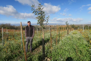 Des arbres fruitiers au pied des vignes