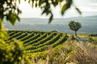 « Donner un nouveau cap à l’association »