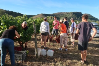 « Vendangeur d’un jour » : immersion dans le vignoble