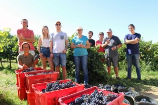 Et si vous deveniez « Vendangeur d’un jour » ?