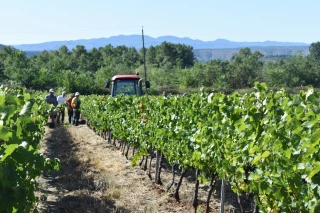 Côtes-du-Rhône : le nouveau président du syndicat général veut construire durablement