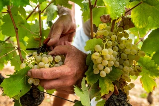 Les vignerons coopérateurs gardent le cap 