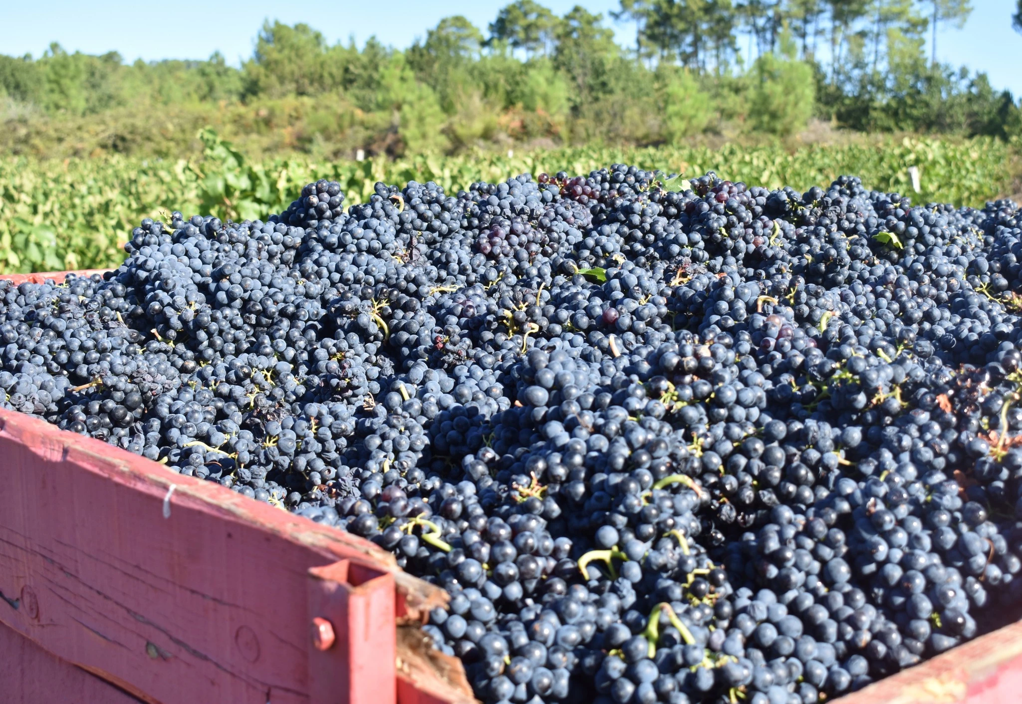 Le gamay fraichement vendangé à Chassiers