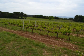 Perte et maintien du potentiel viticole ardéchois