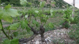 « Rester fidèle à notre identité »