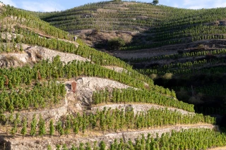 Cave de Tain : 90 ans et toujours prête à relever les défis