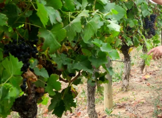 Coup de projecteur sur le Chatus