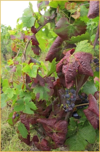 Un nouveau foyer détecté à Alba-la-Romaine
