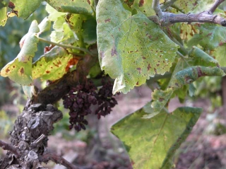 Lutte collective et réglementée contre la flavescence dorée