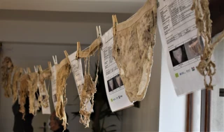 Les slips, un bon indicateur de la vie biologique des sols ?