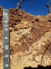 Connaître son sol : un élément incontournable pour pérenniser son vignoble et réussir sa plantation