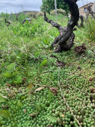 À la recherche d’une plante « couvre sol »