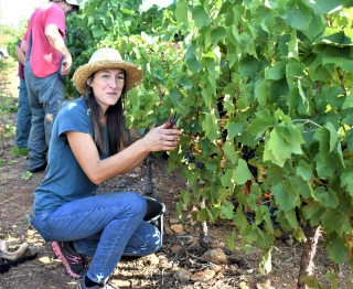 Un millésime 2021 chahuté par le climat
