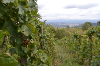 « Un millésime 2022 qui fera date »