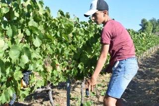 Vendanges : attention au coup de chaud !