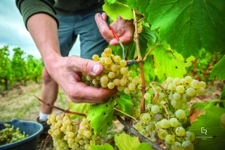 Une récolte très précoce et relativement prometteuse