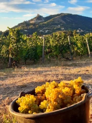 La promesse d’un beau millésime