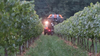 Un millésime précoce