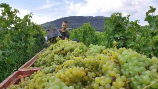 Vendangeurs : la même réglementation pour tous