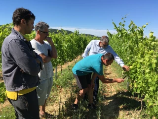 Les Vignerons Ardéchois expérimentent de nouvelles pratiques de culture
