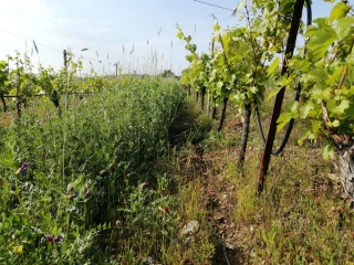 Auvergne Rhône-Alpes : + 12 % pour l’AB
