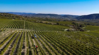 Dernier jour de vendanges pour les vignerons d’Alvallis