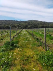 Irriguer la vigne, un levier face au changement climatique