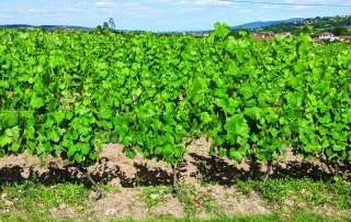 Variétés résistantes à typicité régionale : quel vignoble demain ?