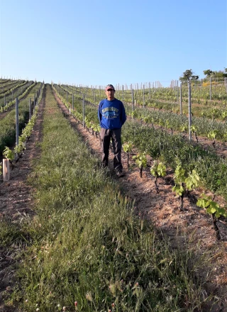 Vigne : sortez couverts… végétaux