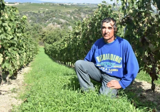 Du lait de vache contre l’oïdium et le mildiou ?