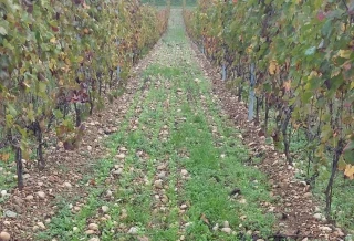 À chacun son engrais vert !