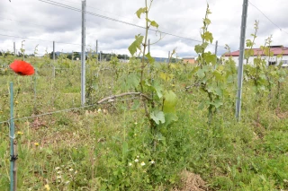 Des vignes à choyer 