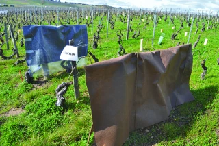 Contre le gel, des solutions existent