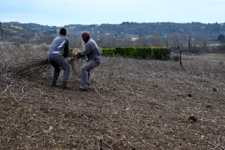 Une saison agitée pour les pépiniéristes