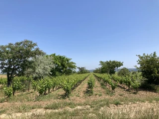 Faire cohabiter arbres et vignes
