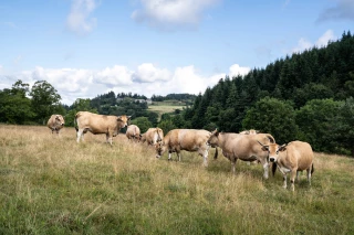 « Le Bœuf des prairies fleuries » creuse son sillon