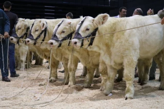 Fête du charolais : une édition pas tout à fait « normale »