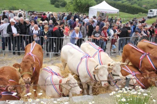 Le Fin Gras du Mézenc en fête dimanche au Lac-d'Issarlès