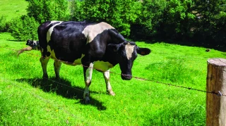 Une molécule pour réduire l’émission de méthane