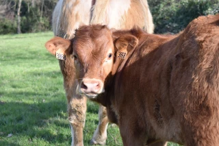 Action viande régionale : les commandes se font attendre